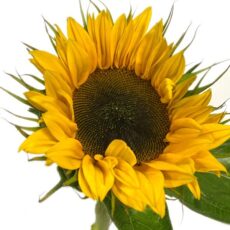 Girasol