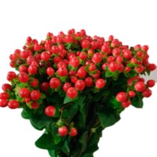 hypericum tomato fair