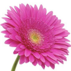gerbera fucsia