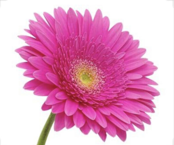 gerbera fucsia