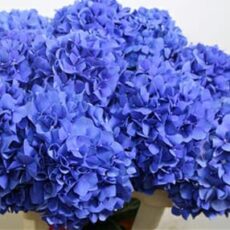 hortensia azul