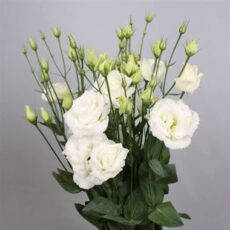 Lisianthus Rosy White