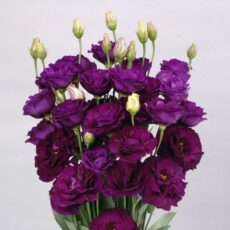 Lisianthus Minu Dark Purp