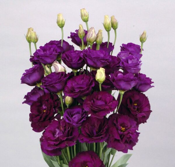Lisianthus Minu Dark Purp