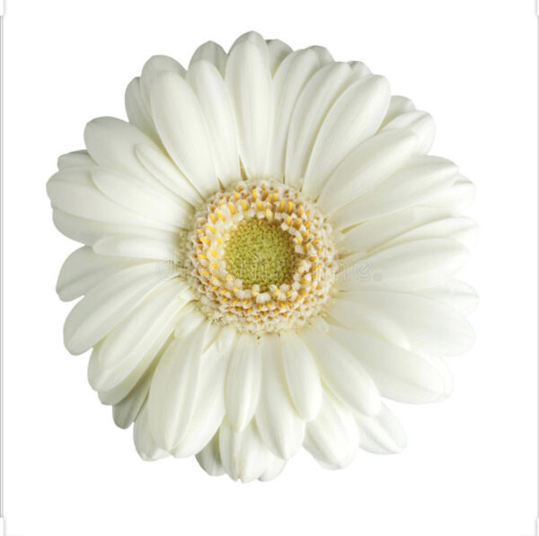 gerbera blanca