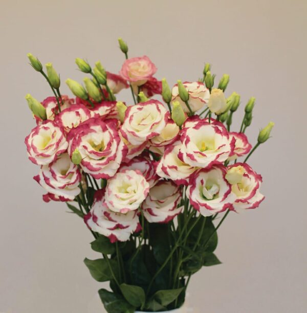 Lisianthus Excal Hot Lips