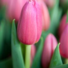 Tulipán Ace Pink