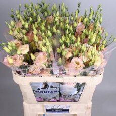 Lisianthus Alissa Champagnet