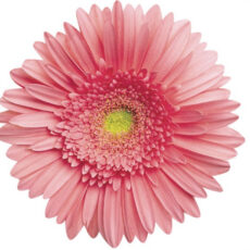 gerbera rosa