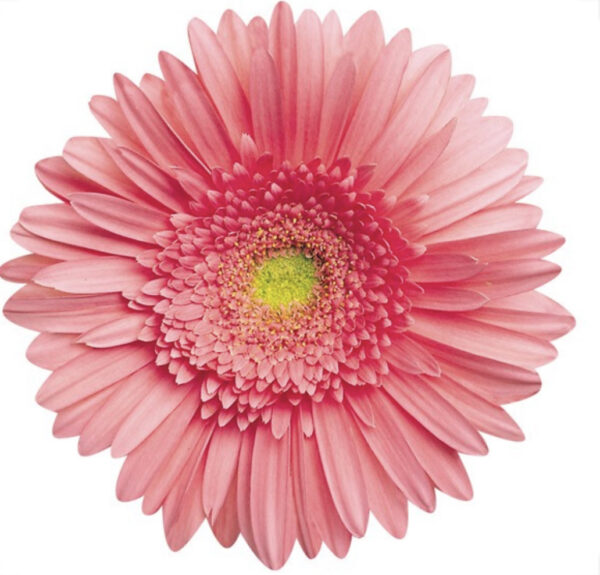gerbera rosa