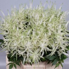 Astilbe Washington