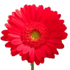 gerbera roja