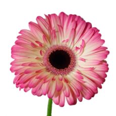 gerbera matizada rosa