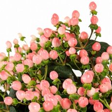 Hypericum Coco Casino