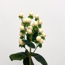 Hypericum Coco Uno