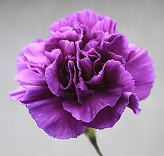 CLAVEL COLOMBIANO LILA - Mil Flors