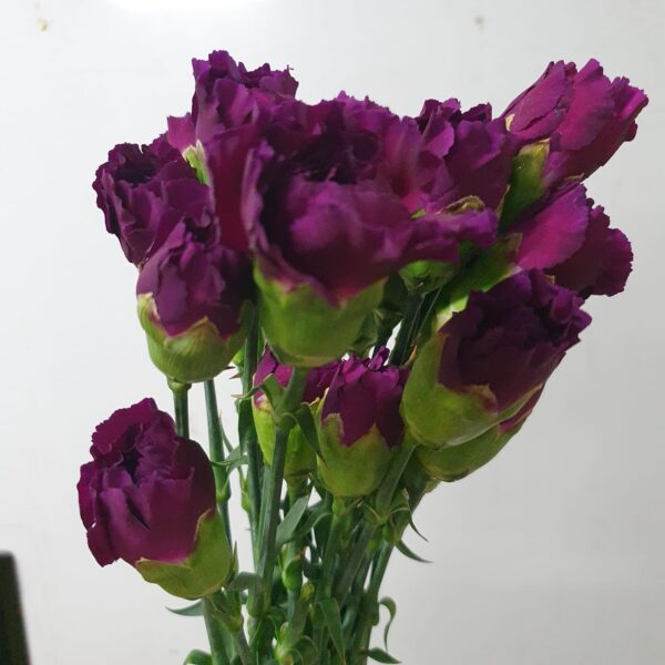 clavel lila