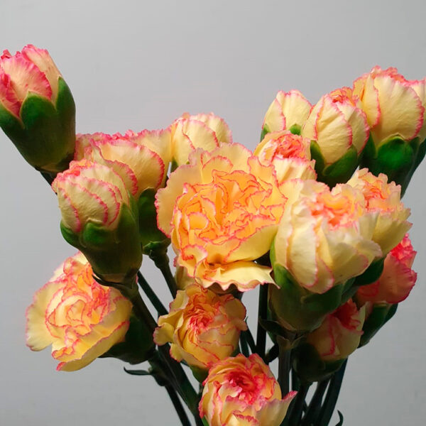 clavel matizado amarillo