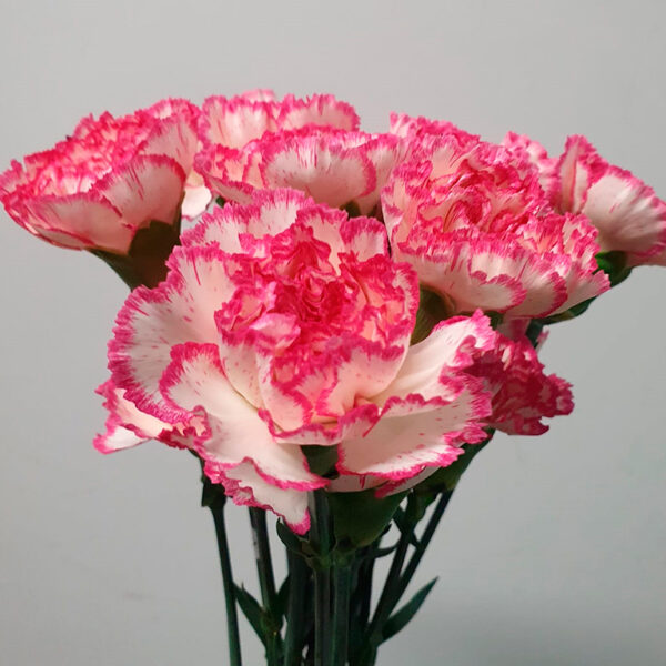 clavel matizado blanco rosa