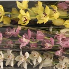 cymbidium variado