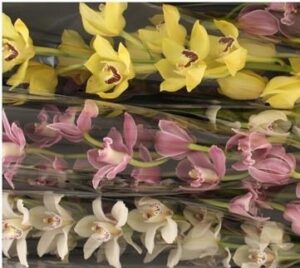 cymbidium variado